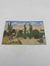 Vintage lithograph postcard Cowboys Bedfellow Coyote Rattlesnake 1940s Linen - £5.59 GBP