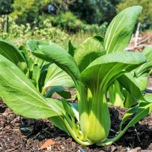 FROM USA  Green Stem Shanghai Bok Choy Seeds | Pak Choi Cabbage Asian Vegetable  - £4.46 GBP