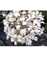 PowerOn 75+ Pure White Saxifraga &quot;Spring Snow&quot; Flower Seeds / Evergreen ... - £5.77 GBP