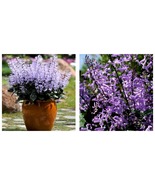 PURPLE FLOWERS HOUSEPLANT MONA LAVENDER~PLECTRANTHUS LIVE PLANT 7&quot; TALL ... - £27.26 GBP
