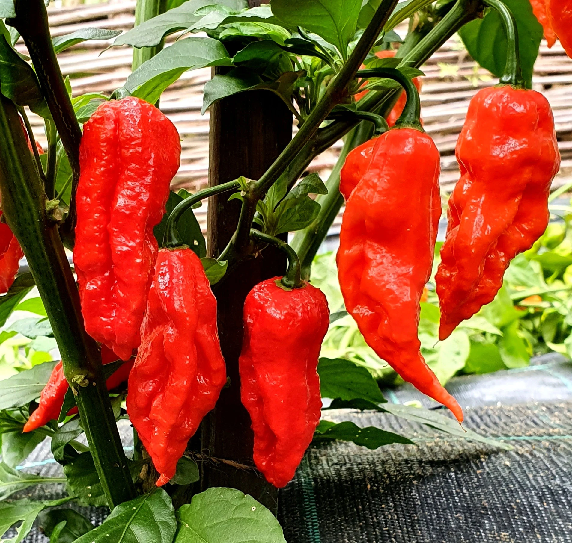 Chili Devils Tongue Red Hot Pepper, 1 Bag (approx 50 Seeds) D - £14.61 GBP