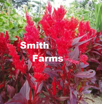 25 Seeds Red Coxcombe Flowers Plants Garden Planting From US - £7.92 GBP