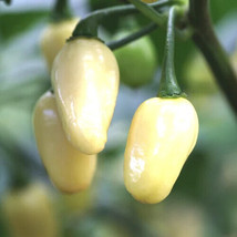 White Habanero Pepper Seeds Non-Gmo USA Seller Garden Fresh - $5.98