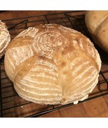San Francisco SOURDOUGH STARTER S,F - $7.72