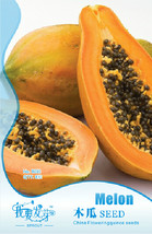 1 Pack 8 Seeds Organic Pawpaw Seeds Giant Red Lady Exotic Carica Papaya #N 37 Fr - $12.88