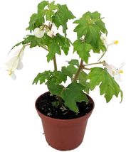 2.5&quot; Pot Begonias Heirloom Blooms Year Wing Whites Lacy Great Indoors Live Plant - £35.01 GBP