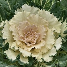 Flowering Kale Seeds Flowering Cabbage Osaka White 50 Seeds Flowering Cabbage Se - $14.99