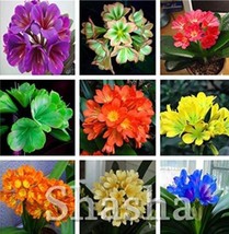 Goodidea Copy 100PCS Clivia Miniata Seeds Mixed 9 Colors Purple Red Green Orange - £37.21 GBP