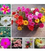 SL 100Pcs Portulaca Grandiflora Flower Seeds Mixed Flowers - $5.62 CAD