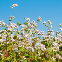 Buckwheat Organic Seeds Fresh Seeds From US - £7.45 GBP