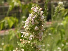 1000 Heirloom Catnip Nepeta Catara Herb Flower Seeds - $8.35