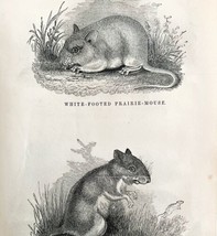 Prairie And Jumping Mouse Victorian 1856 Animals Art Plate Print Nature ... - £31.45 GBP