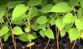 2 Live Plants Mulberry Tree &#39;Dwarf Everbearing&#39; Morus nigra edible fruit - $45.58