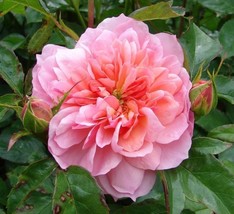 Double Pink F1 Flower, 50 Seeds - $12.19