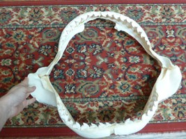 sj470-33) 22-1/2&quot; Tiger SHARK jaw sharks jaws t**th Galeocerdo taxidermy science - £2,065.99 GBP