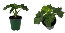 Super Dwarf Atom Philodendron - Easy House Plant - 4&quot; Pot - £38.48 GBP