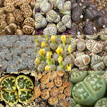 100 SEEDS LITHOPS dorothea Succulents Garden Plants - Mix Seeds - £14.17 GBP