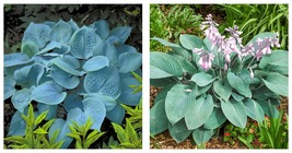 Livee Plant hosta FRAGRANT BLUE potted plant Gardening - £35.91 GBP