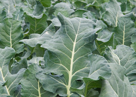 Collards Vates Seeds Heirloom Delicious Green Great for Salads Fry NON-GMO - $1.67+
