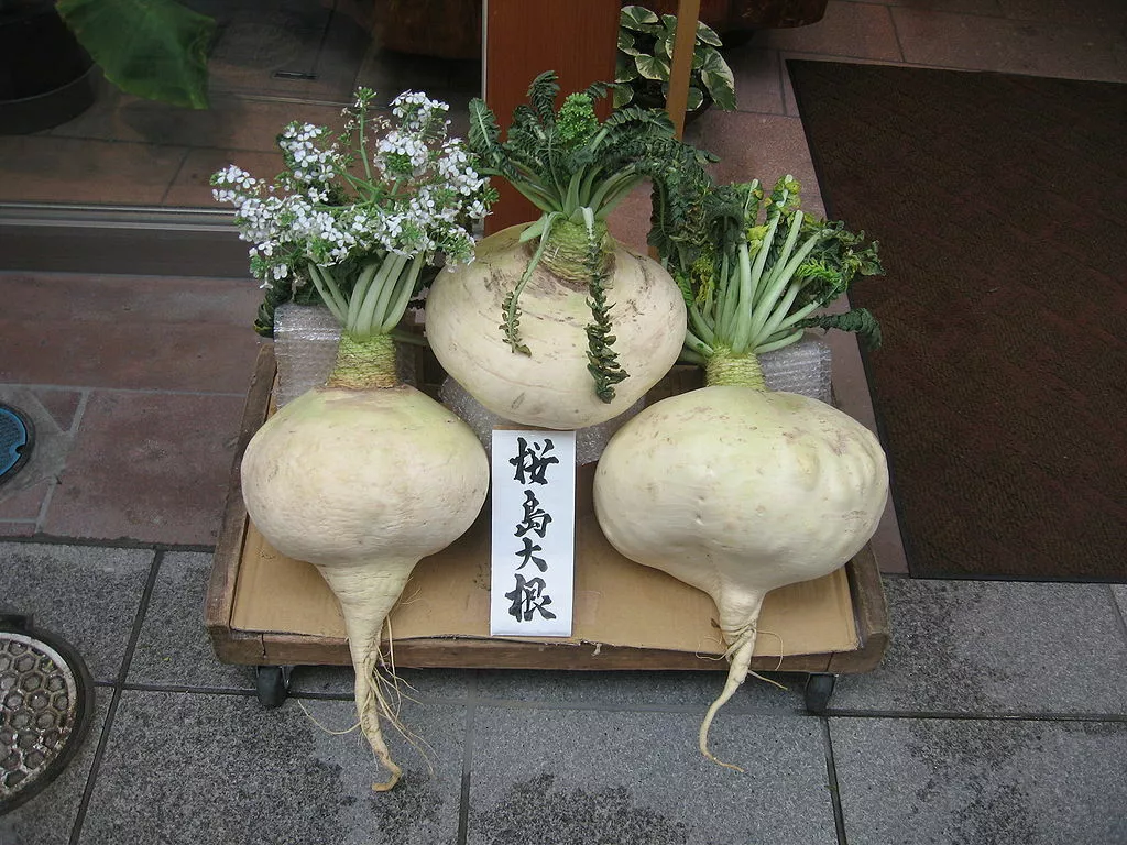 300 Sakurajima Mammoth Daikon Seeds - $11.98