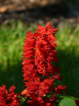 500+ Sage Seeds  Scarlet Red (Salvia Coccinea)  Medicinal Herb Wildflower - $9.89