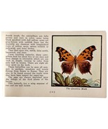 Question Mark Butterfly 1934 Butterflies Of America Antique Insect Art P... - $19.99