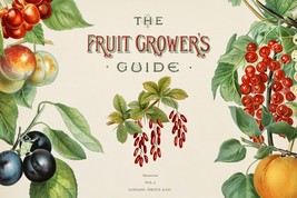 12848.Poster print.Room Wall design.Vintage garden fruit.Guide.Kitchen decor - £12.74 GBP+