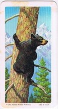 Brooke Bond Red Rose Tea Card #23 Black Bear Animals &amp; Their Young - £0.77 GBP