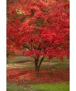 10 Red Paperbark Maple Acer griseum seeds - £6.23 GBP