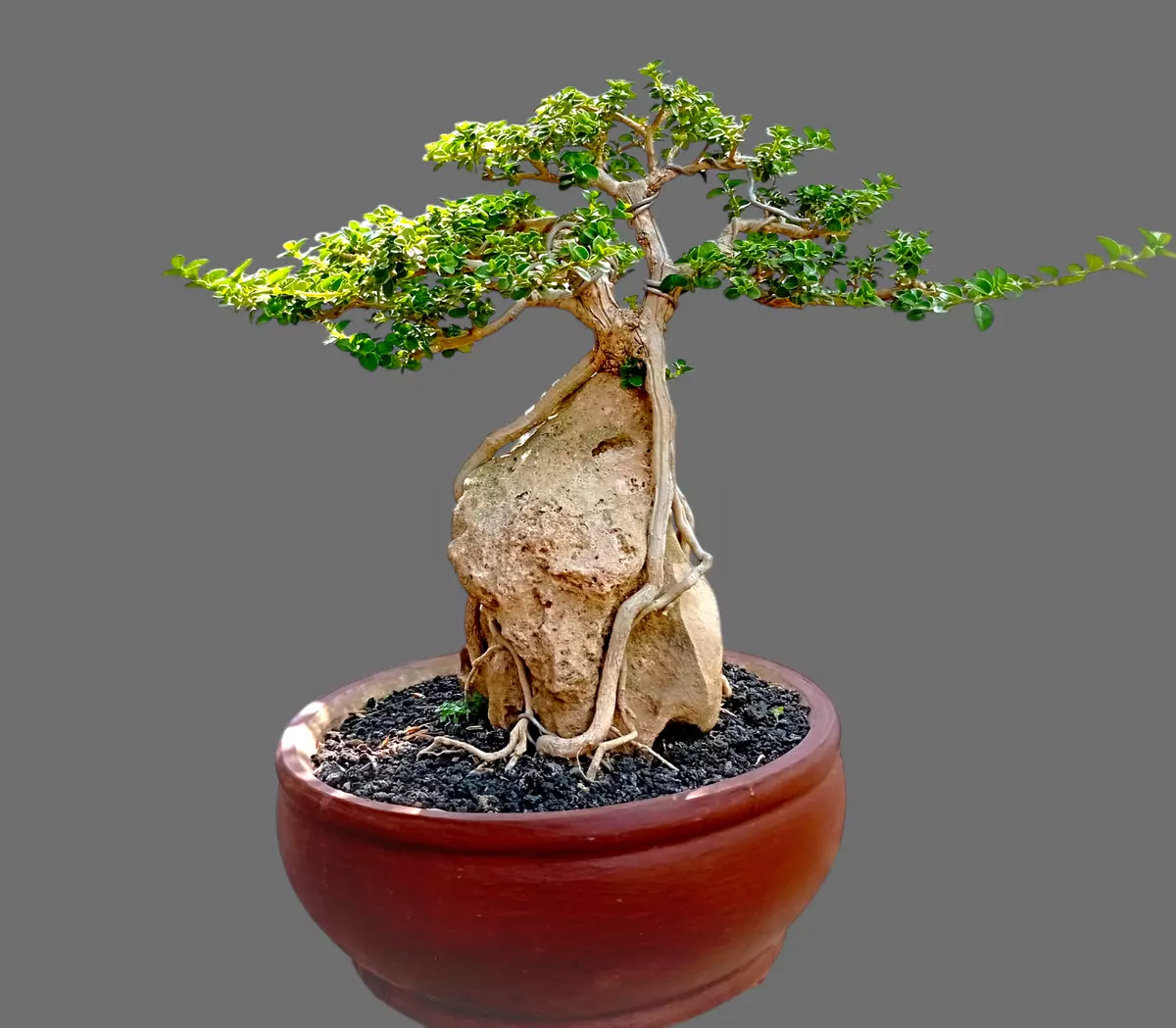 Bonsai Premna Microphylla On The Rock - Show Quality. - $229.00