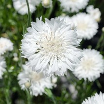 TeL Tall White Bachelor Button Cornflower Seeds 200+ Flower  - £2.38 GBP