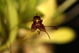 Pleurothallis / Muscarella Aristata Miniature Orchid Mounted - £51.41 GBP