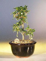 Fukien Tea Bonsai Tree - Small Straight Trunk Style (ehretia microphylla) - $69.16