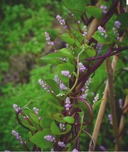 30 Red Malabar Spinach Seeds-Non Gmo-Open Pollinated-Organic. USA Seller Garden  - £4.48 GBP