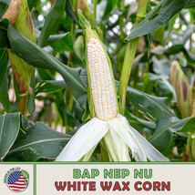 25 Seeds Bap Nep Nu White Waxy Corn Speedy Garden Setup With Heirloom Seeds - £6.46 GBP