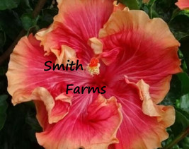 50 Seeds Red Orange Hibiscus Flowers From US  - £8.17 GBP