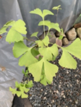 Ginkgo #12, exact plant, 3 years old. Shipped with roots wrapped. No soil.e - $48.00