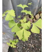 Ginkgo #12, exact plant, 3 years old. Shipped with roots wrapped. No soil.e - $909.81 MXN