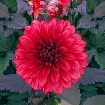 US Seller 25 Cool Flame Dahlia Seeds Flower Fresh Seeds - $7.98