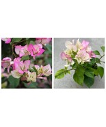 STARTER PLANTS Thai Delight Bougainvillea Trumpet 2.5&quot; x 4&quot; inch plants ... - $49.99