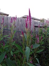 HGBO 200 Seeds Celosia Argentea Lagos Spinach Shoko Yokoto Flamingo Feathers See - $8.35