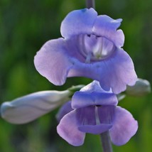 Penstemon Grandiflorus Large Flowered Beardtongue Seed Fresh Seeds USA - $10.68