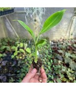 10 Double Mahoi Banana Musa Plant Edible Double Headed Dwarf Cavendish S... - $105.60