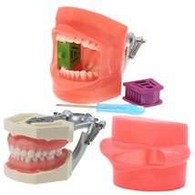 Dental Typodont Model Kilgore Nissin 200 Type Removable 32Pcs Teeth Screw-in Tee - £13.58 GBP