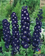 200+ Pacific Giant King Arthur Delphinium Seeds - £6.95 GBP