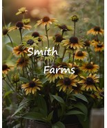 PPA 25+ Seeds Black-Eyed SUSAn Flower Plant - $6.83