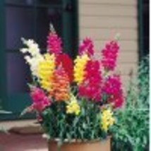 100 Heirloom Snapdragon Tall Deluxe Mixed Colors Flower Seeds  - $2.89