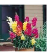100 Heirloom Snapdragon Tall Deluxe Mixed Colors Flower Seeds  - $4.00 CAD