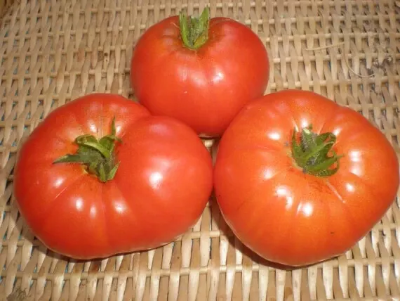 TISS 50 Seeds Coustralee Tomato Juicy Tomatoe Vegetable Garden Food Garden Seeds - £6.86 GBP