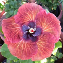 Grow In US 20 Pink Orange Hibiscus Seeds Hardy Flower Garden Exotic Perennial - £8.85 GBP